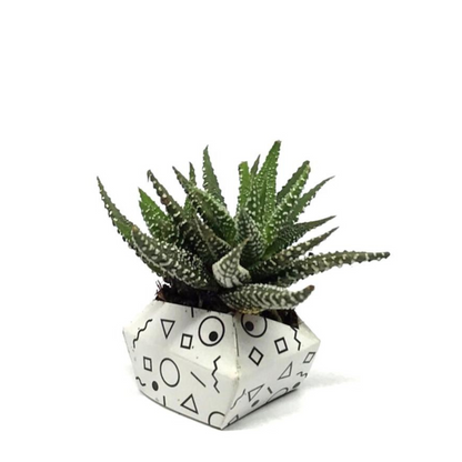DIY Origami Pflanzentöpfe, Moderne Kollektion - ORIBON